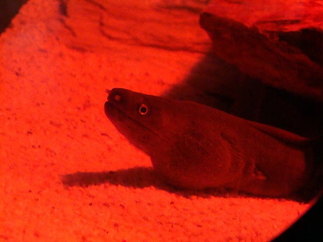 Zoo Wrocław 21.08.2011