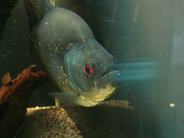 Zoo Wrocław 21.08.2011