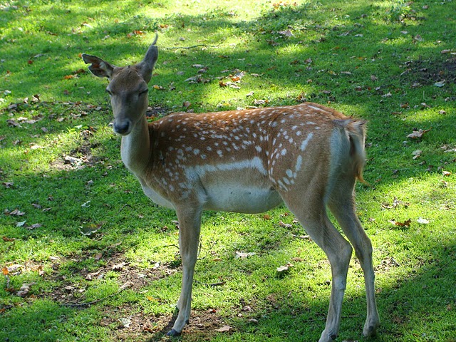 Zoo Wrocław 21.08.2011