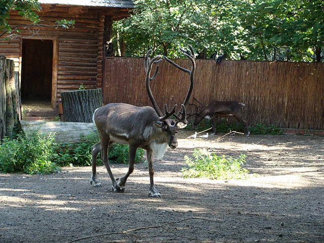 Zoo Wrocław 21.08.2011