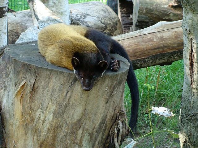 Zoo Wrocław 21.08.2011