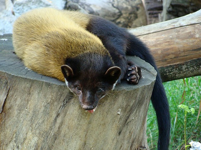Zoo Wrocław 21.08.2011