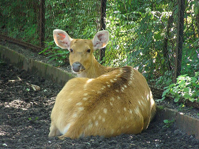 Zoo Wrocław 21.08.2011