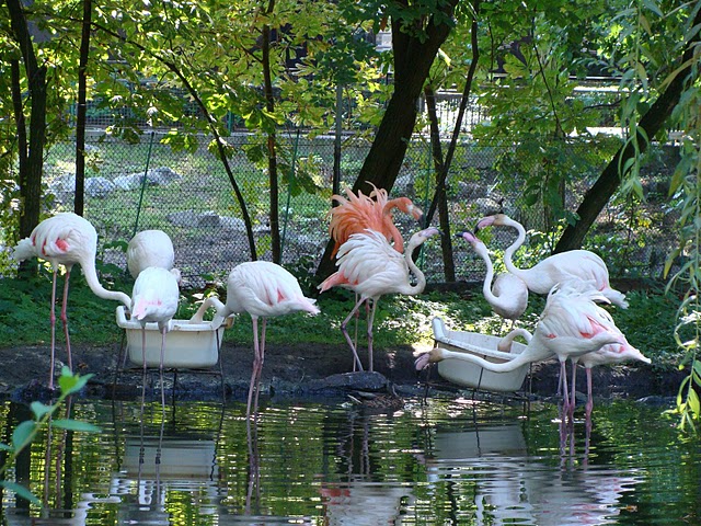 Zoo Wrocław 21.08.2011