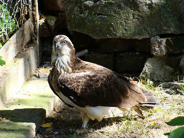 Zoo Wrocław 21.08.2011