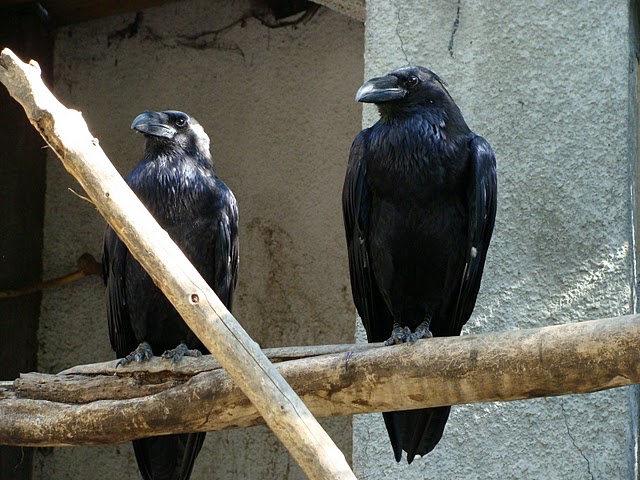 Zoo Wrocław 21.08.2011