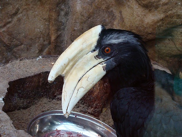Zoo Wrocław 21.08.2011