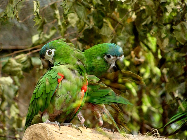 Zoo Wrocław 21.08.2011