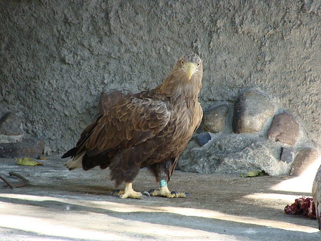Zoo Wrocław 21.08.2011