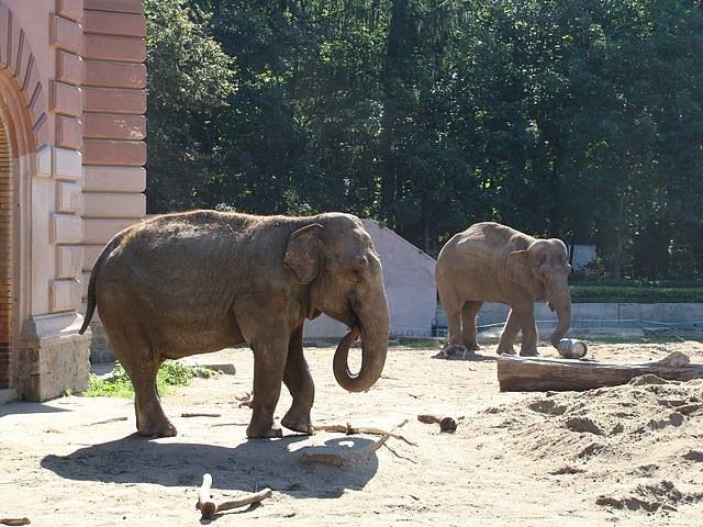 Zoo Wrocław 21.08.2011