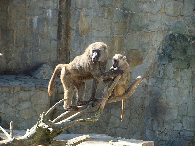 Zoo Wrocław 21.08.2011