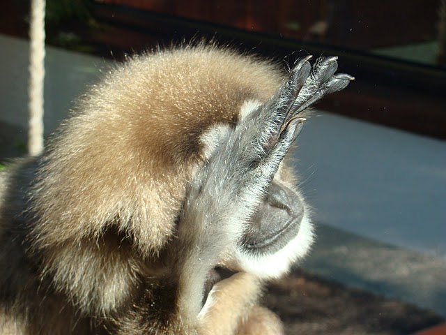 Zoo Wrocław 21.08.2011