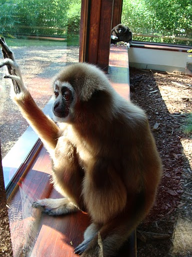 Zoo Wrocław 21.08.2011
