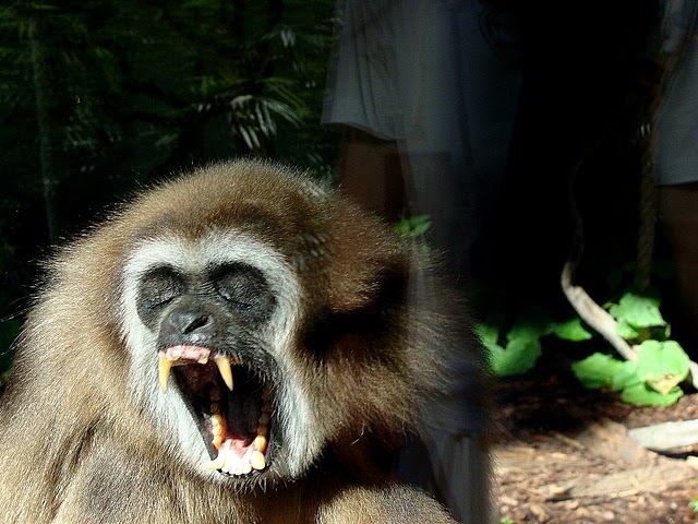 Zoo Wrocław 21.08.2011