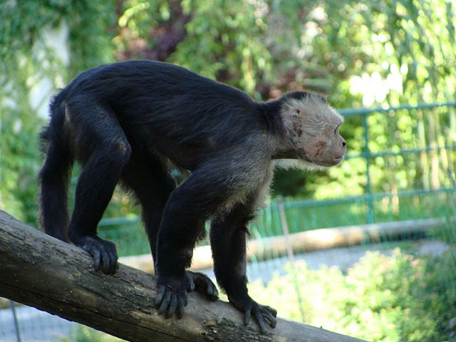 Zoo Wrocław 21.08.2011