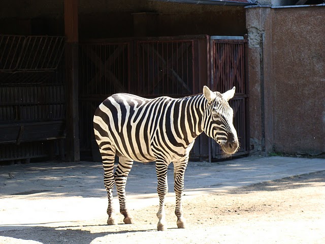 Zoo Wrocław 21.08.2011
