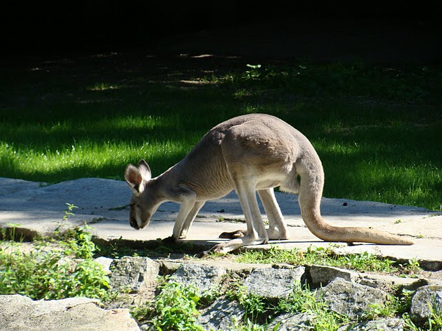 Zoo Wrocław 21.08.2011