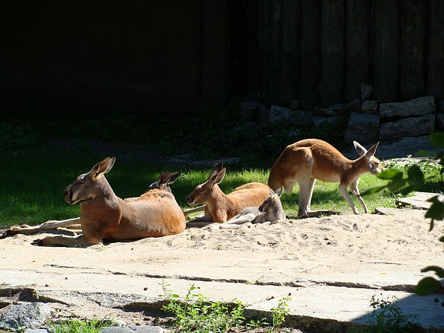 Zoo Wrocław 21.08.2011