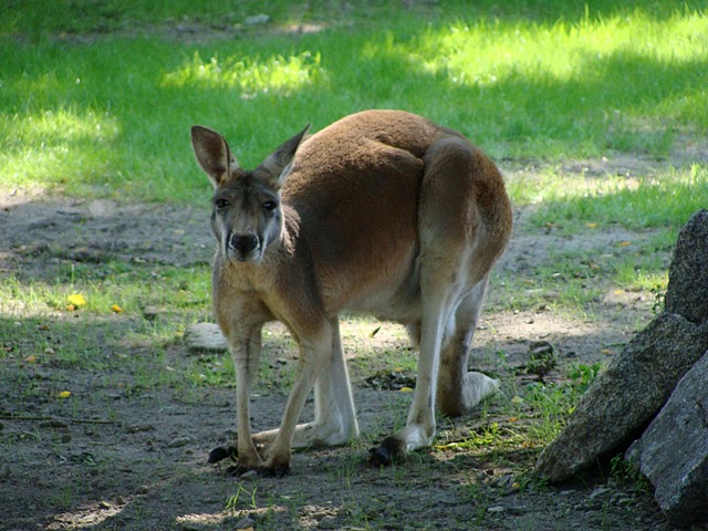 Zoo Wrocław 21.08.2011