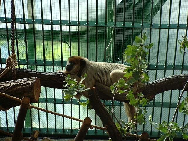 Zoo Wrocław 21.08.2011