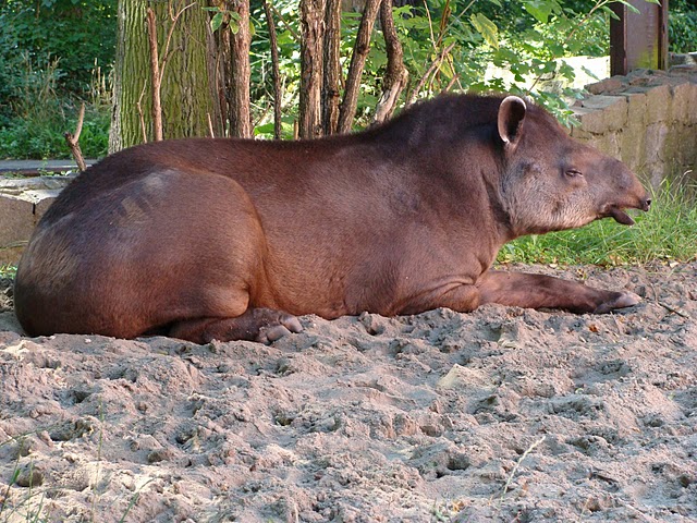 Zoo Wrocław 21.08.2011
