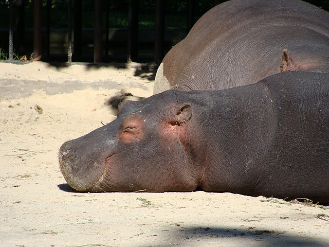 Zoo Wrocław 21.08.2011