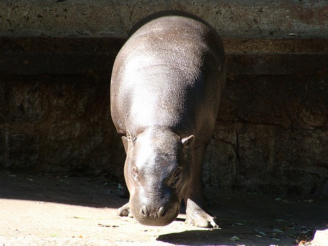 Zoo Wrocław 21.08.2011
