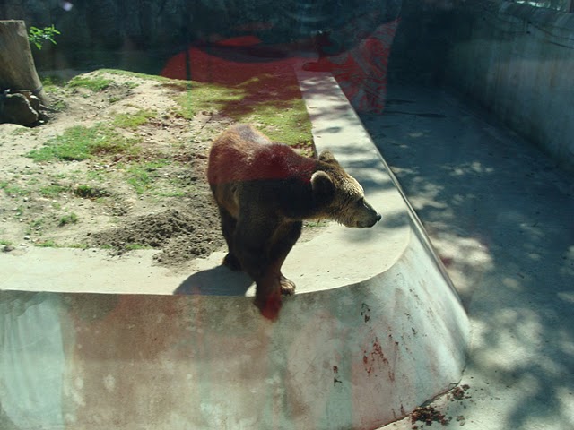 Zoo Wrocław 21.08.2011