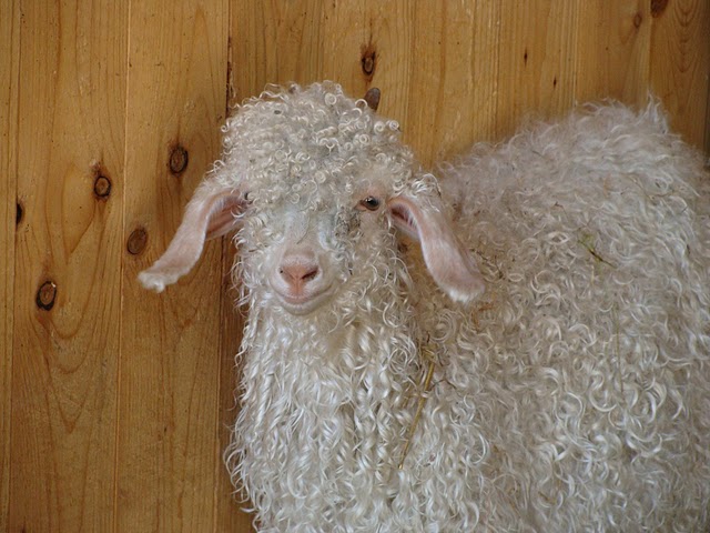 Zoo Wrocław 21.08.2011