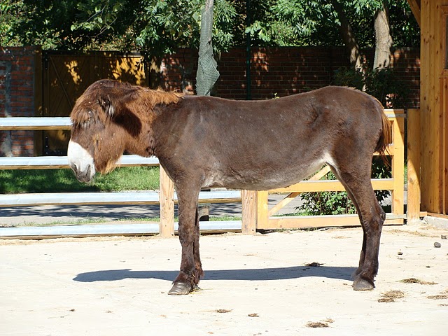 Zoo Wrocław 21.08.2011