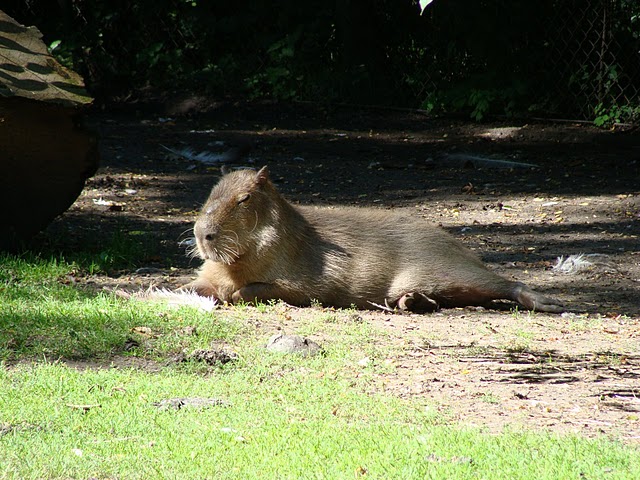 Zoo Wrocław 21.08.2011