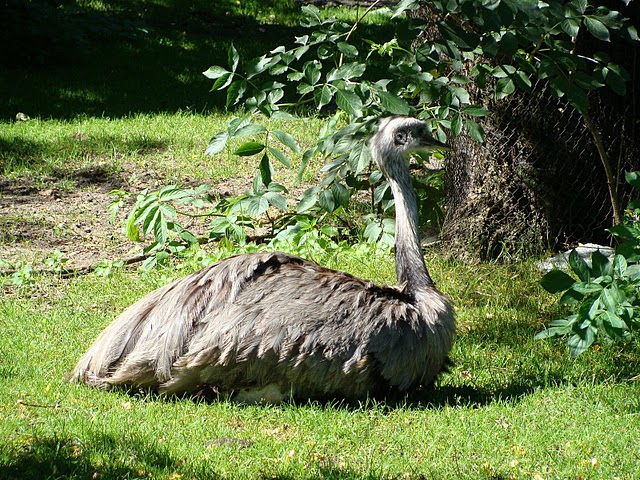 Zoo Wrocław 21.08.2011