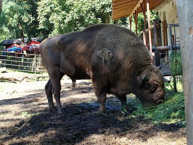 Zoo Wrocław 21.08.2011