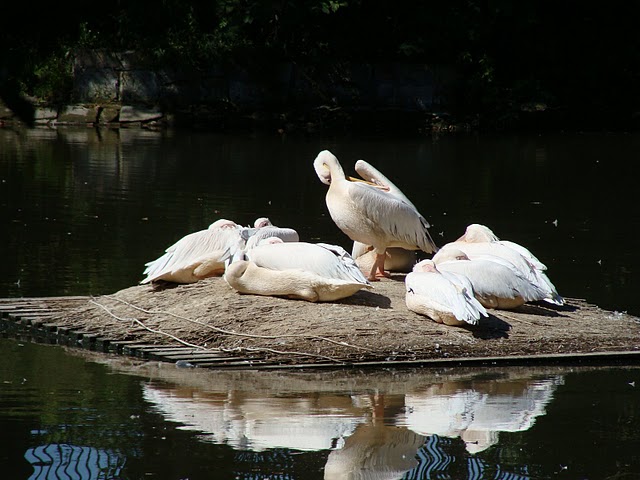 Zoo Wrocław 21.08.2011