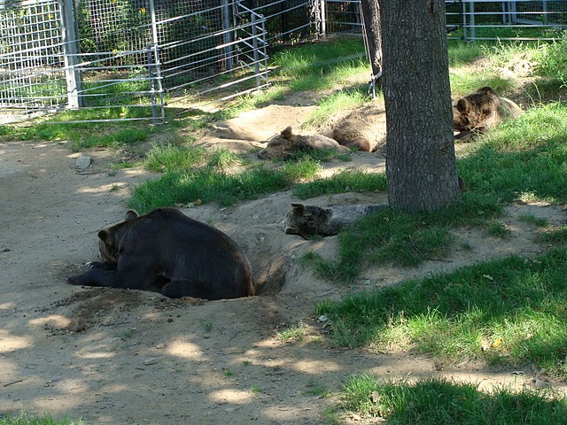 Zoo Wrocław 21.08.2011