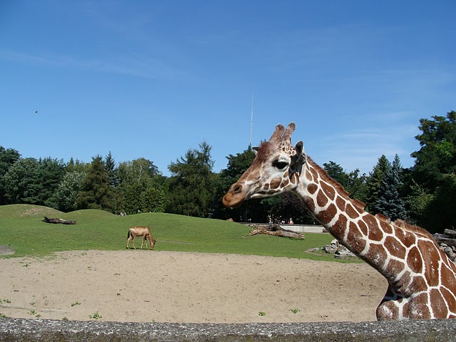 Zoo Wrocław 21.08.2011