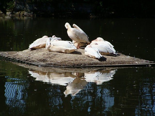 Zoo Wrocław 21.08.2011