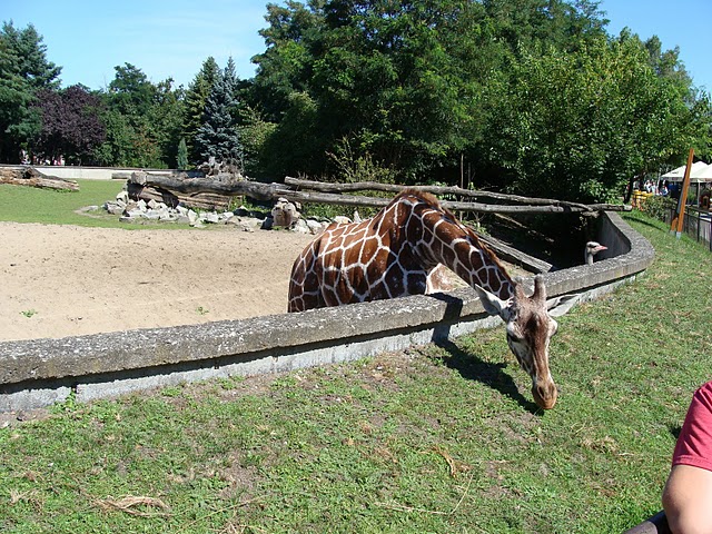 Zoo Wrocław 21.08.2011