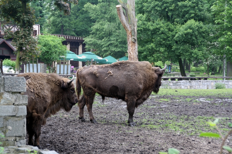 Zoo Wrocław - Bison bonasus