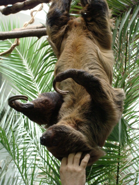 Zoo Wrocław- Bradypus tridactylus