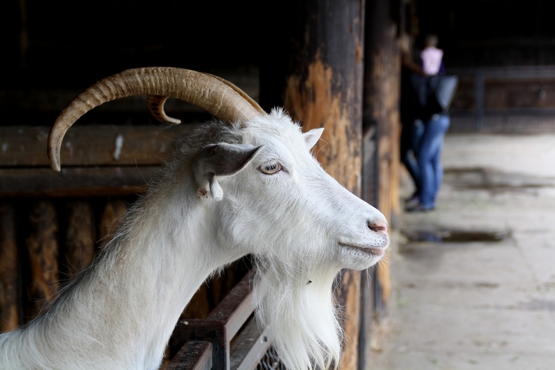 Zoo Wrocław - Capra hircus