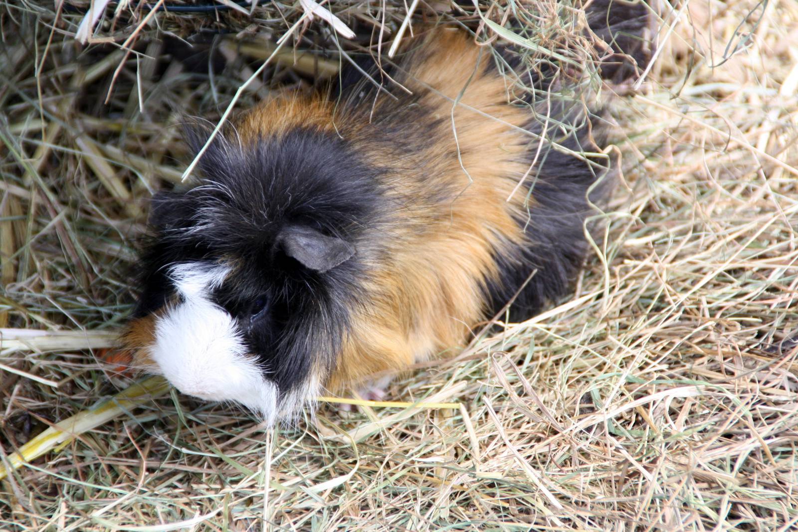 Zoo Wrocław - Cavia porcellus