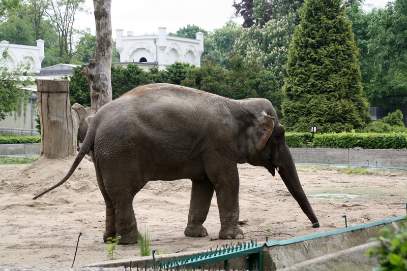 Zoo Wrocław - Elephas maximus