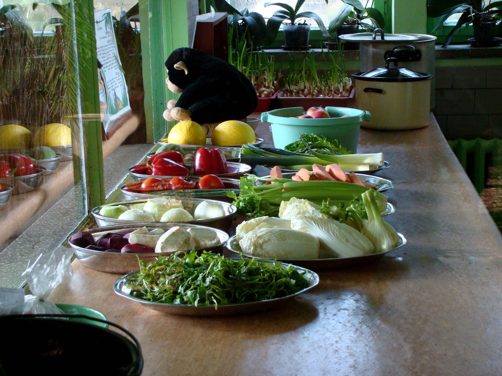 Zoo Wrocław - Feed of monkey