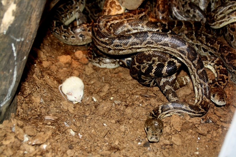 Zoo Wrocław - Friends