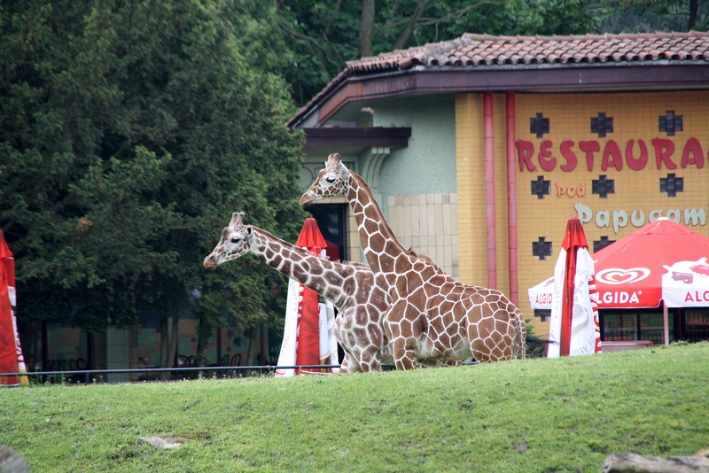 Zoo Wrocław - Giraffa camelopardalis
