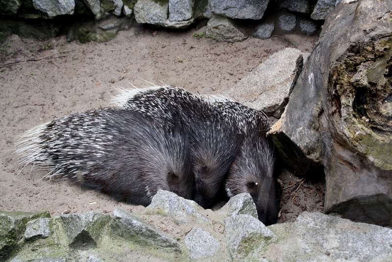 Zoo Wrocław - Hystrix leucura