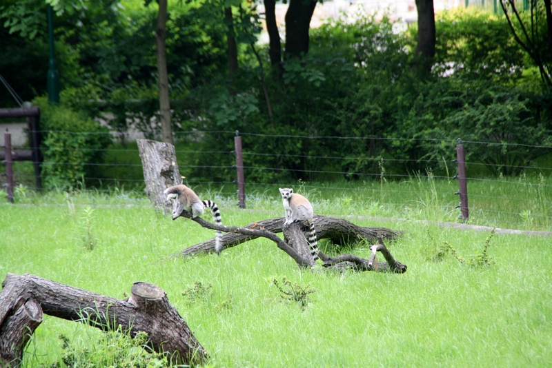 Zoo Wrocław - Lemur catta