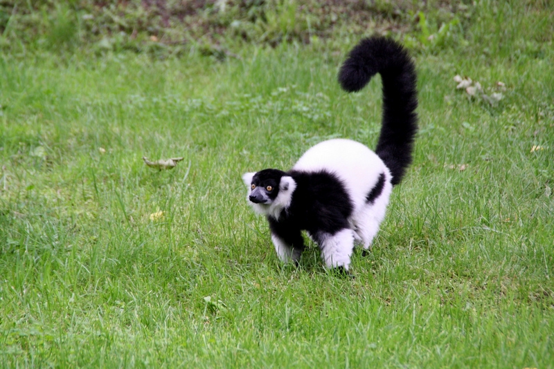 Zoo Wrocław - Lemur