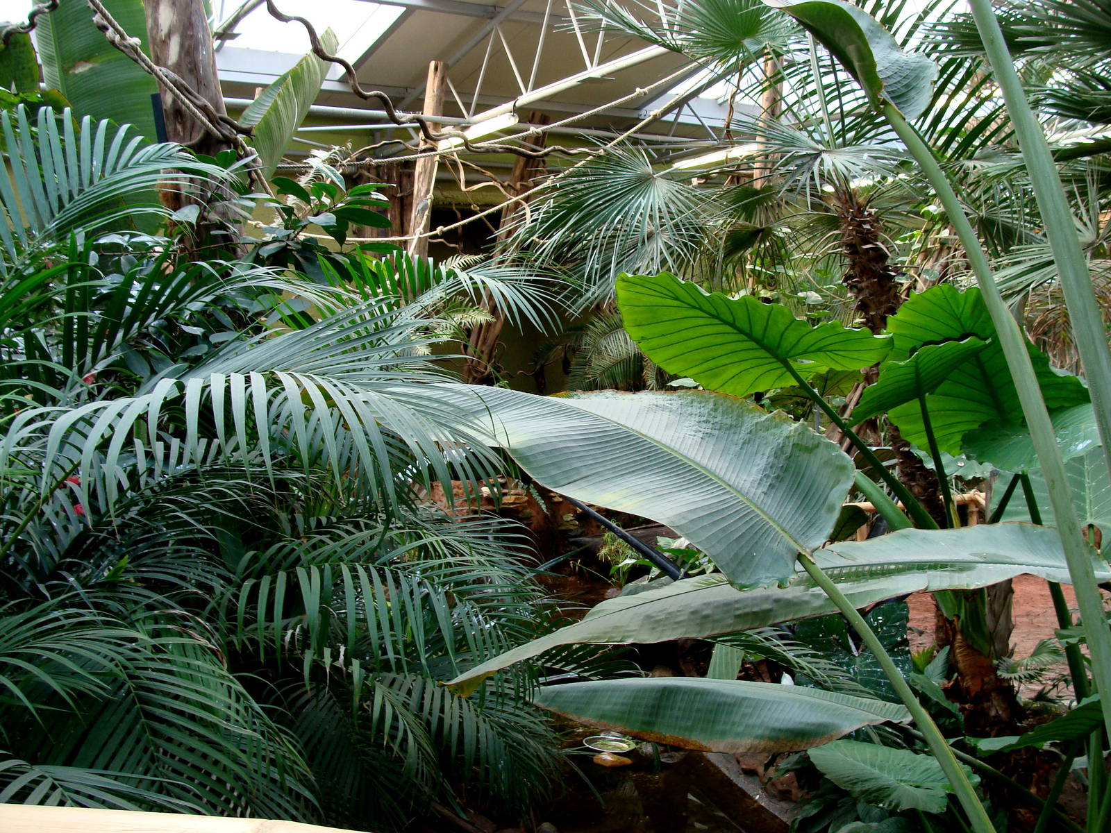 Zoo Wrocław - z pawilonu Madagaskar